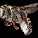 Image of Megachile townsendiana Cockerell 1898