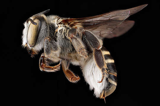 Image of Megachile townsendiana Cockerell 1898