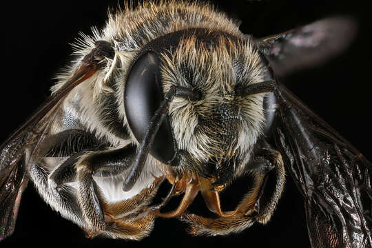 Image of Common Little Leaf-cutter Bee