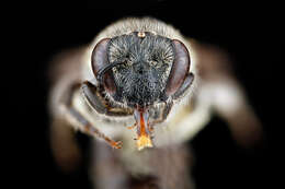 Colletes thysanellae Mitchell 1951 resmi