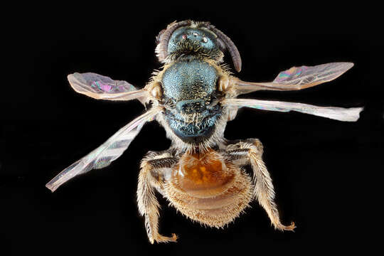 Image de Lasioglossum pictum (Crawford 1902)