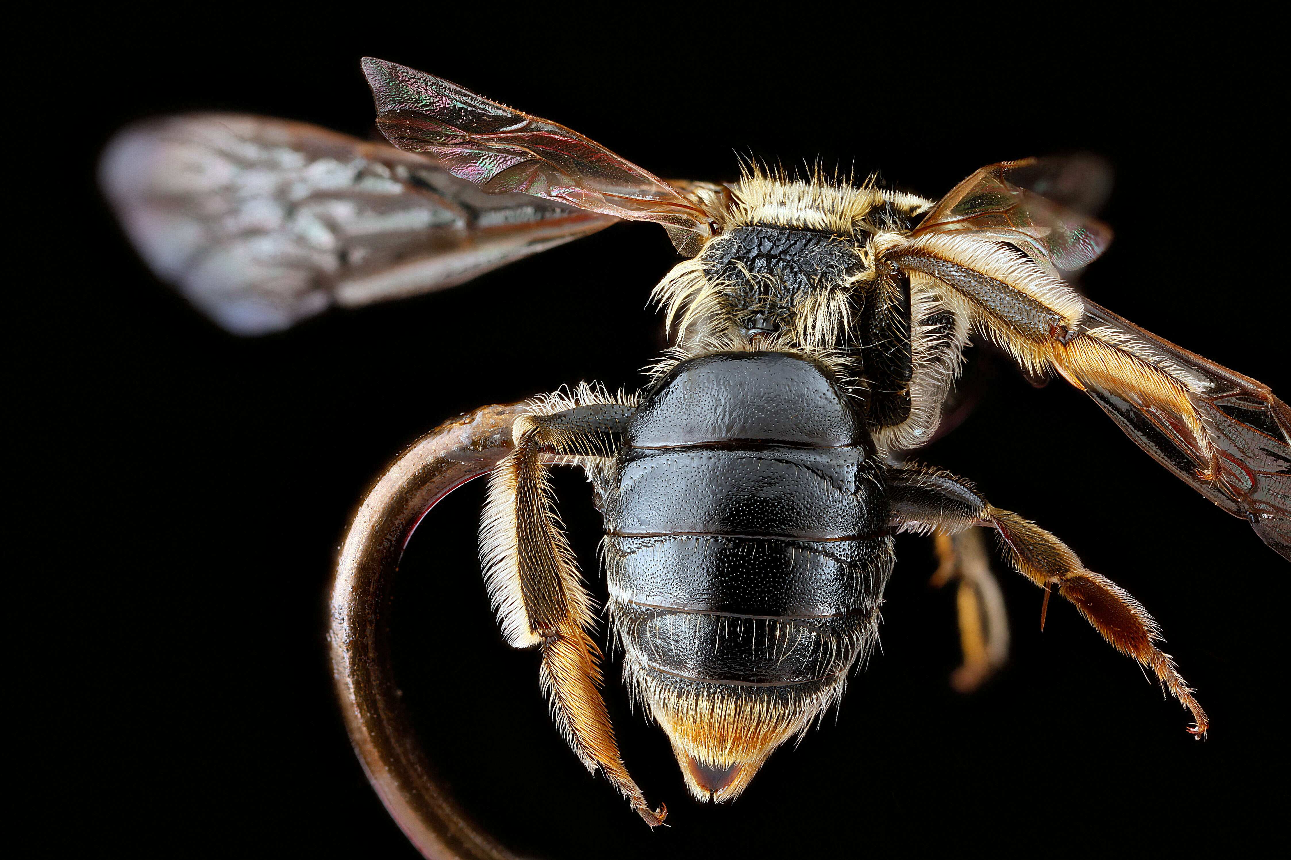 Image of Nude Andrena