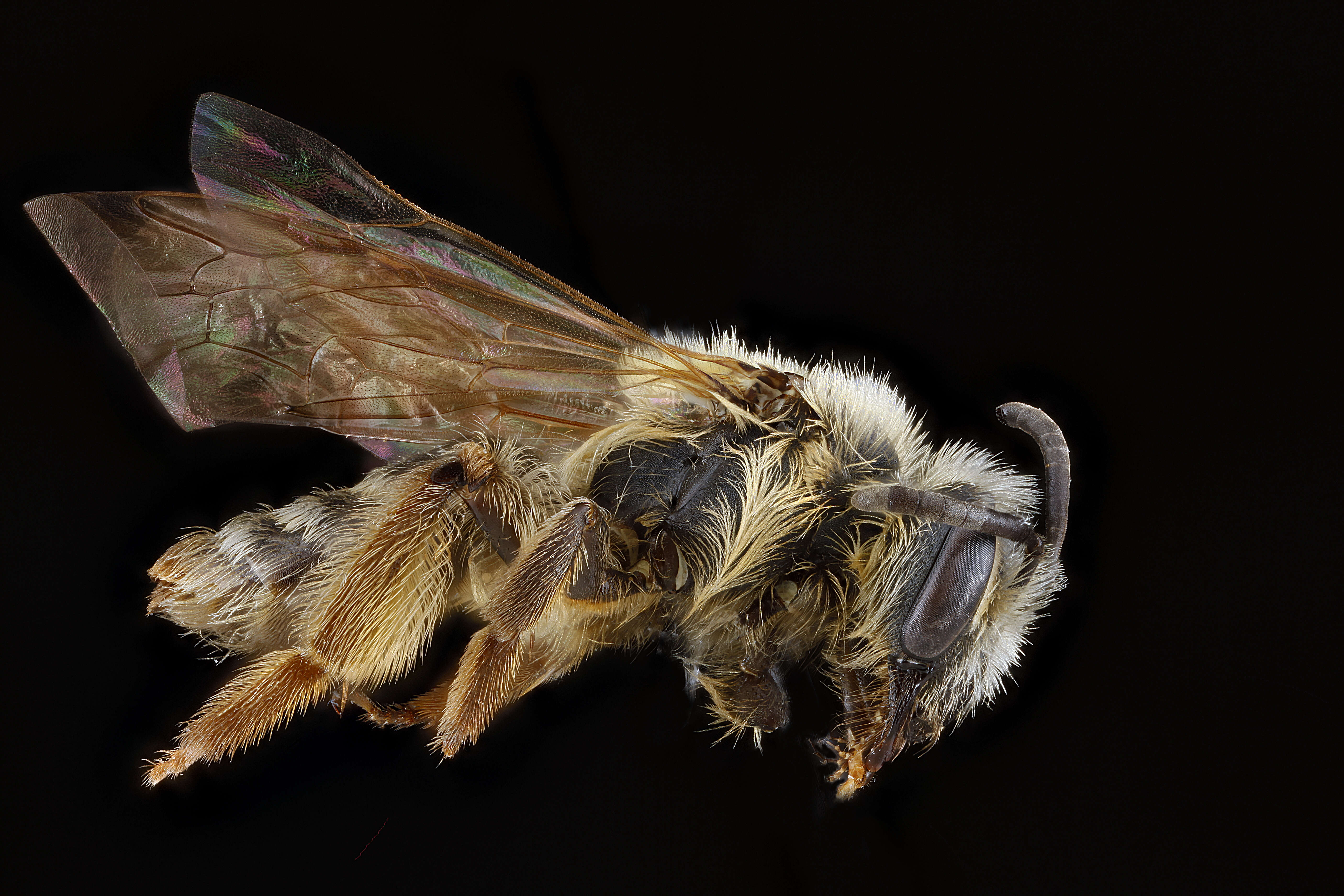 Image of Andrena bisalicis Viereck 1908