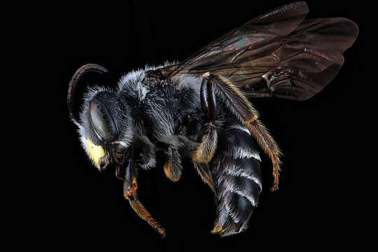 Image of Andrena aliciae Robertson 1891