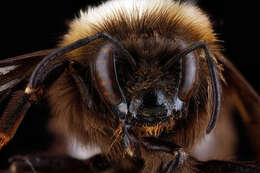 Слика од Bombus occidentalis Greene 1858