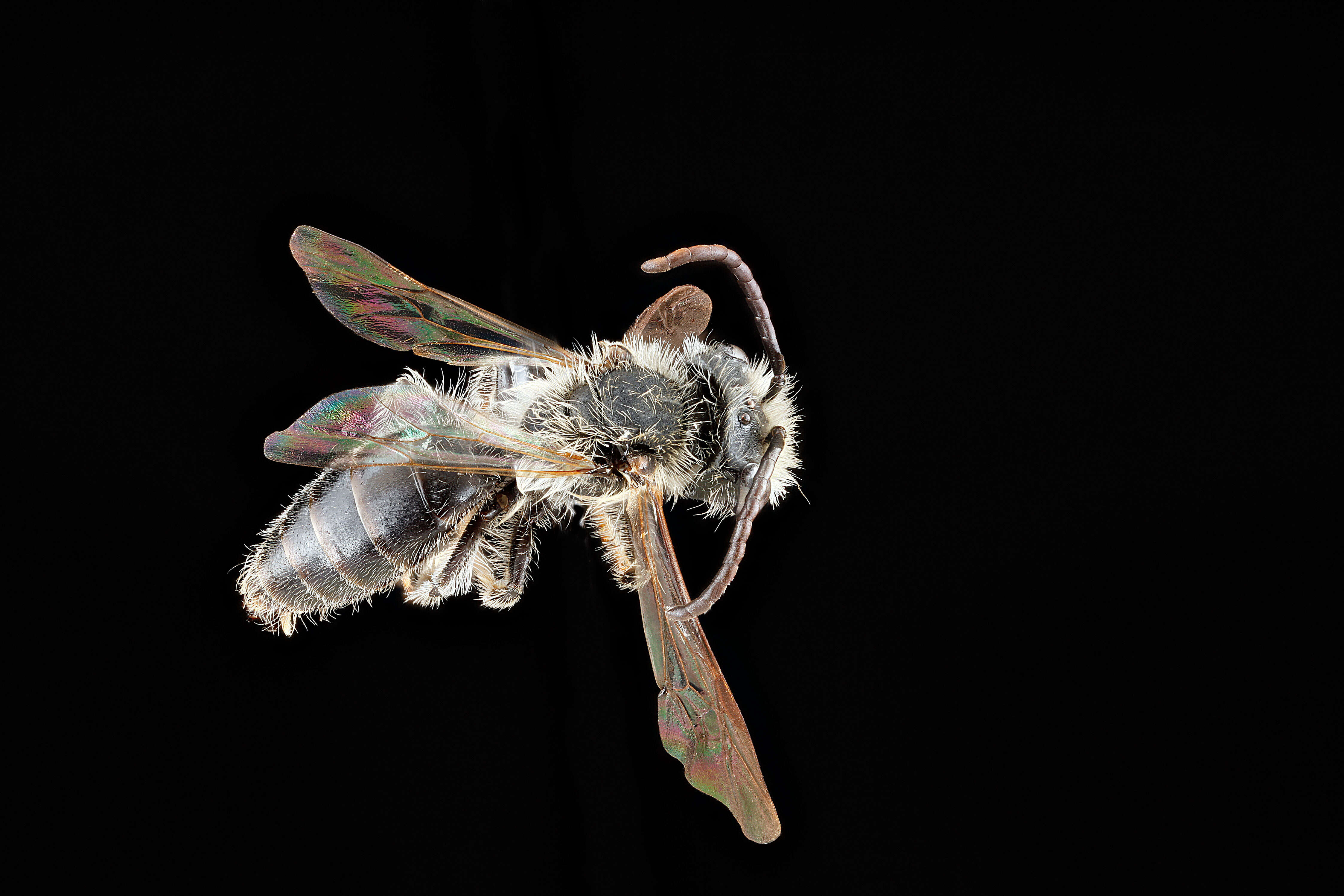 Image of Banks' Andrena