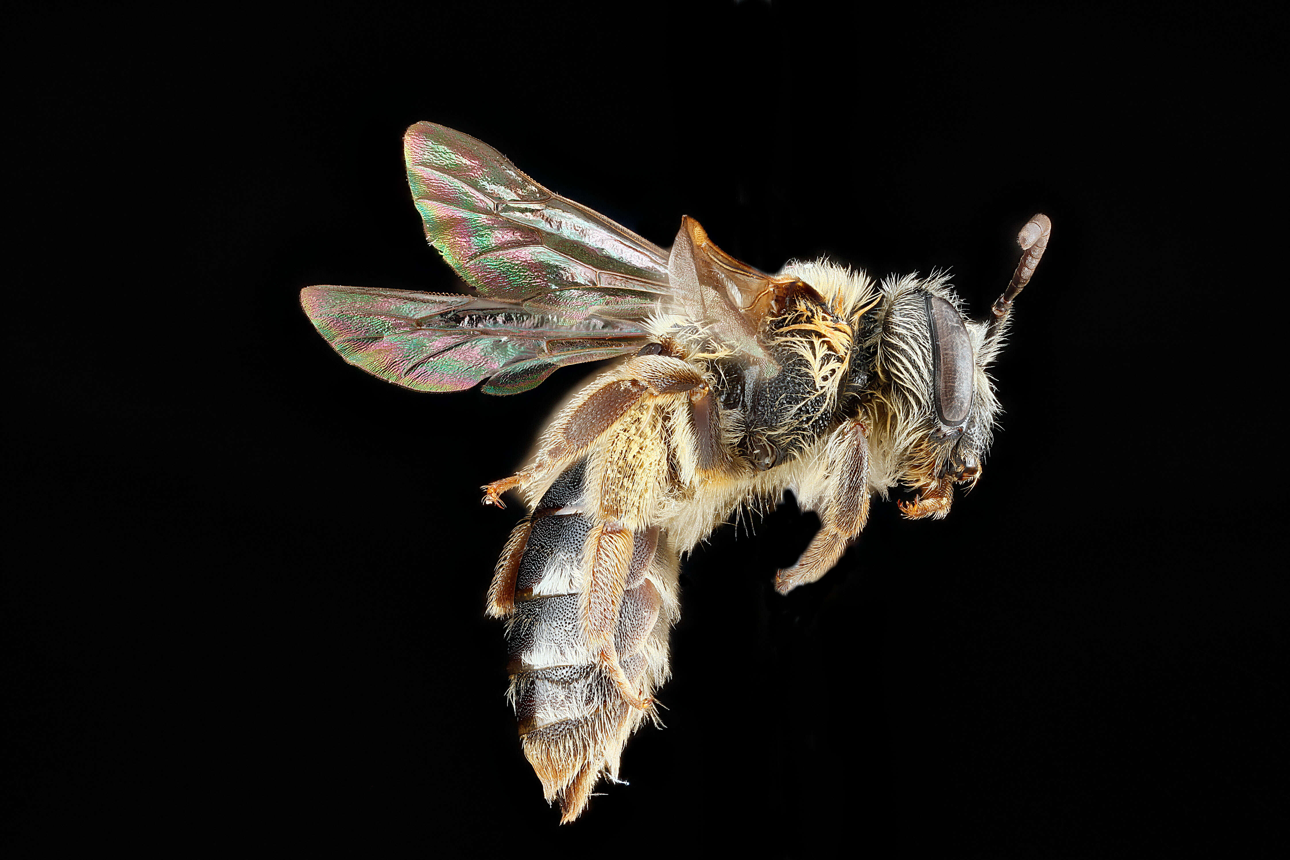Image of Andrena ceanothi Viereck 1917
