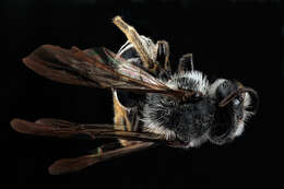 Image de Andrena aliciae Robertson 1891