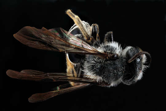 Image of Andrena aliciae Robertson 1891