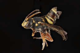 Image of Texas Nomad Bee