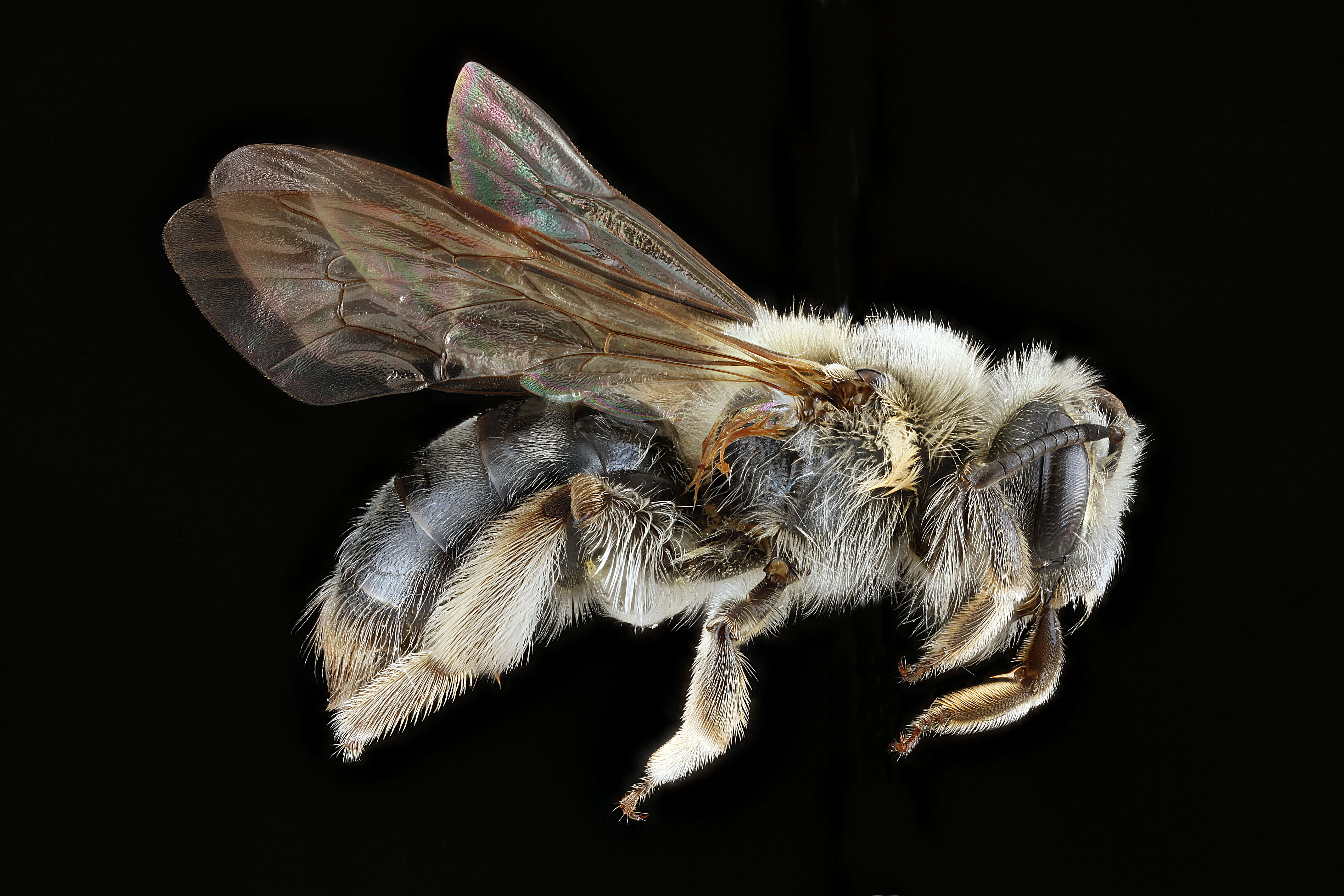 Image of Barbara's Andrena