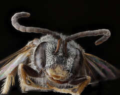 Image de Lasioglossum sopinci (Crawford 1932)