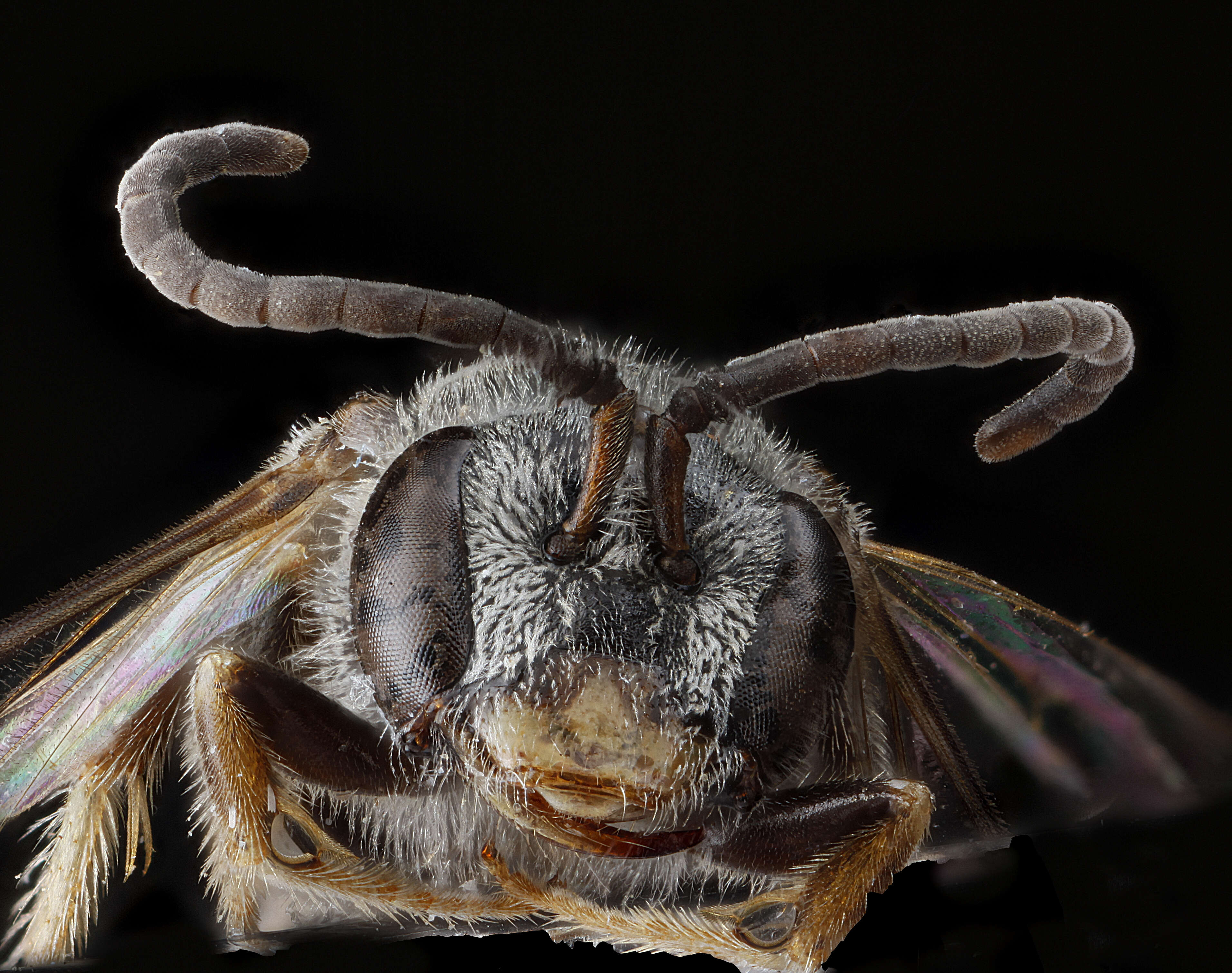 Image de Lasioglossum sopinci (Crawford 1932)