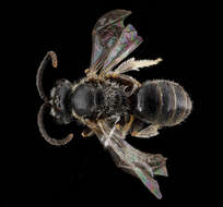 Image de Lasioglossum sopinci (Crawford 1932)