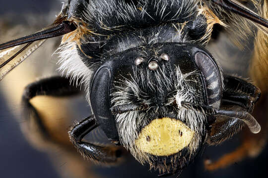 Image of Andrena aliciae Robertson 1891