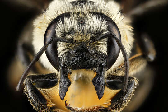 Image of Broad-handed Leaf-cutter Bee