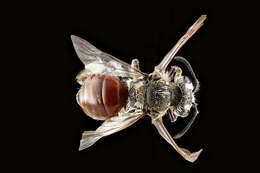 Image of Andrena mariae Robertson 1891