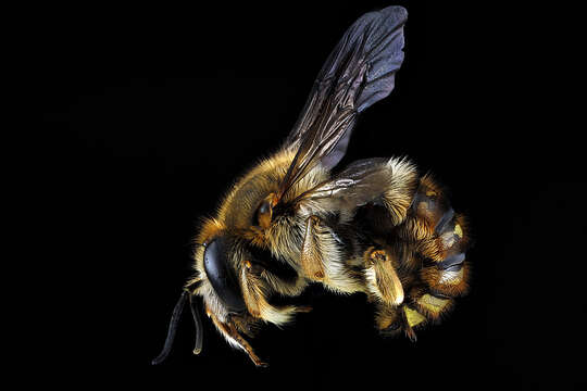 Image of wool-carder bee