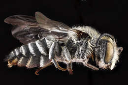 Image of Porter's Cuckoo-leaf-cutter