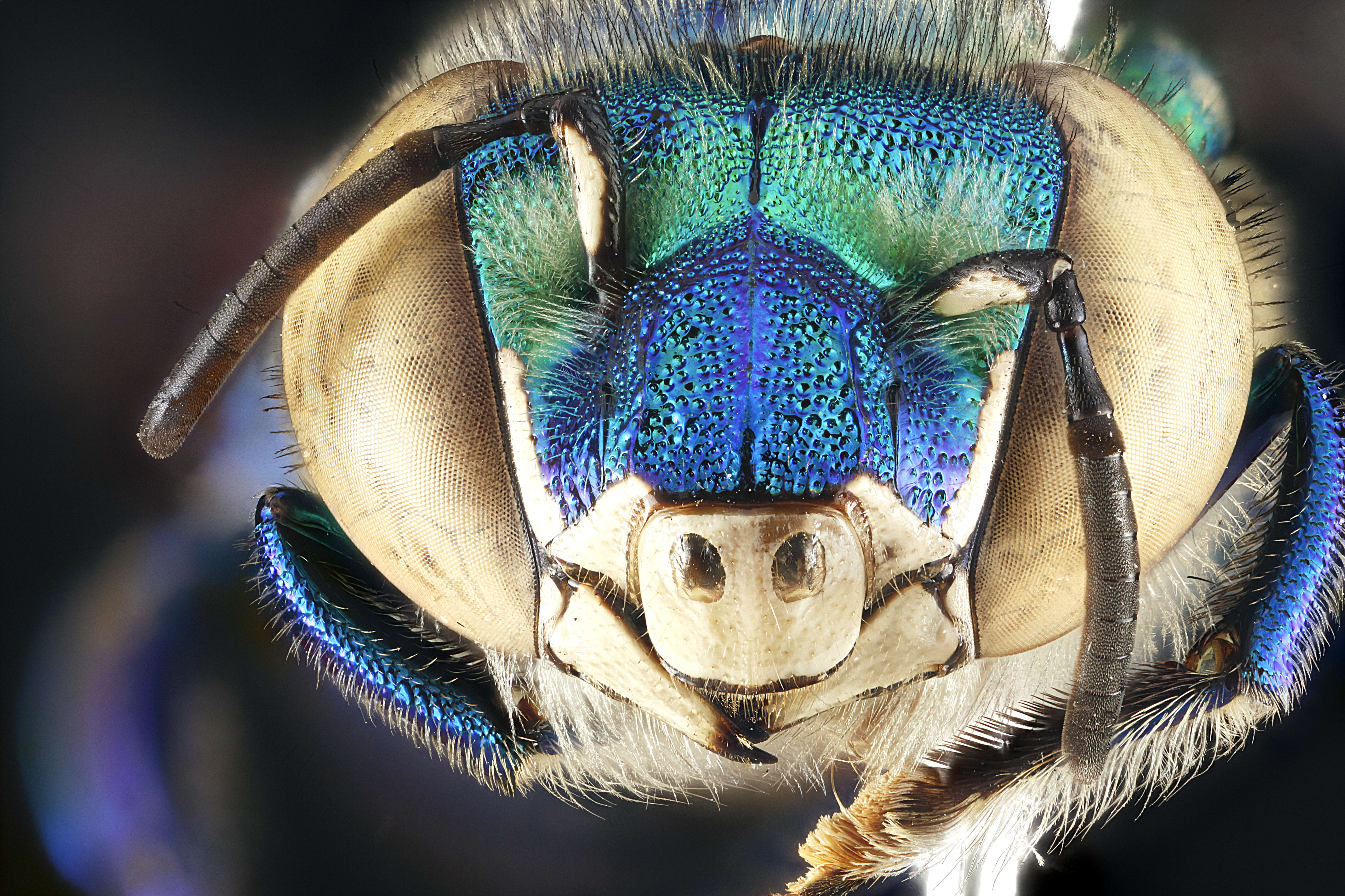 Image of Dilemma Orchid Bee