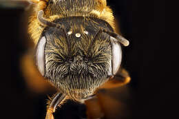 Halictus poeyi Lepeletier 1841的圖片