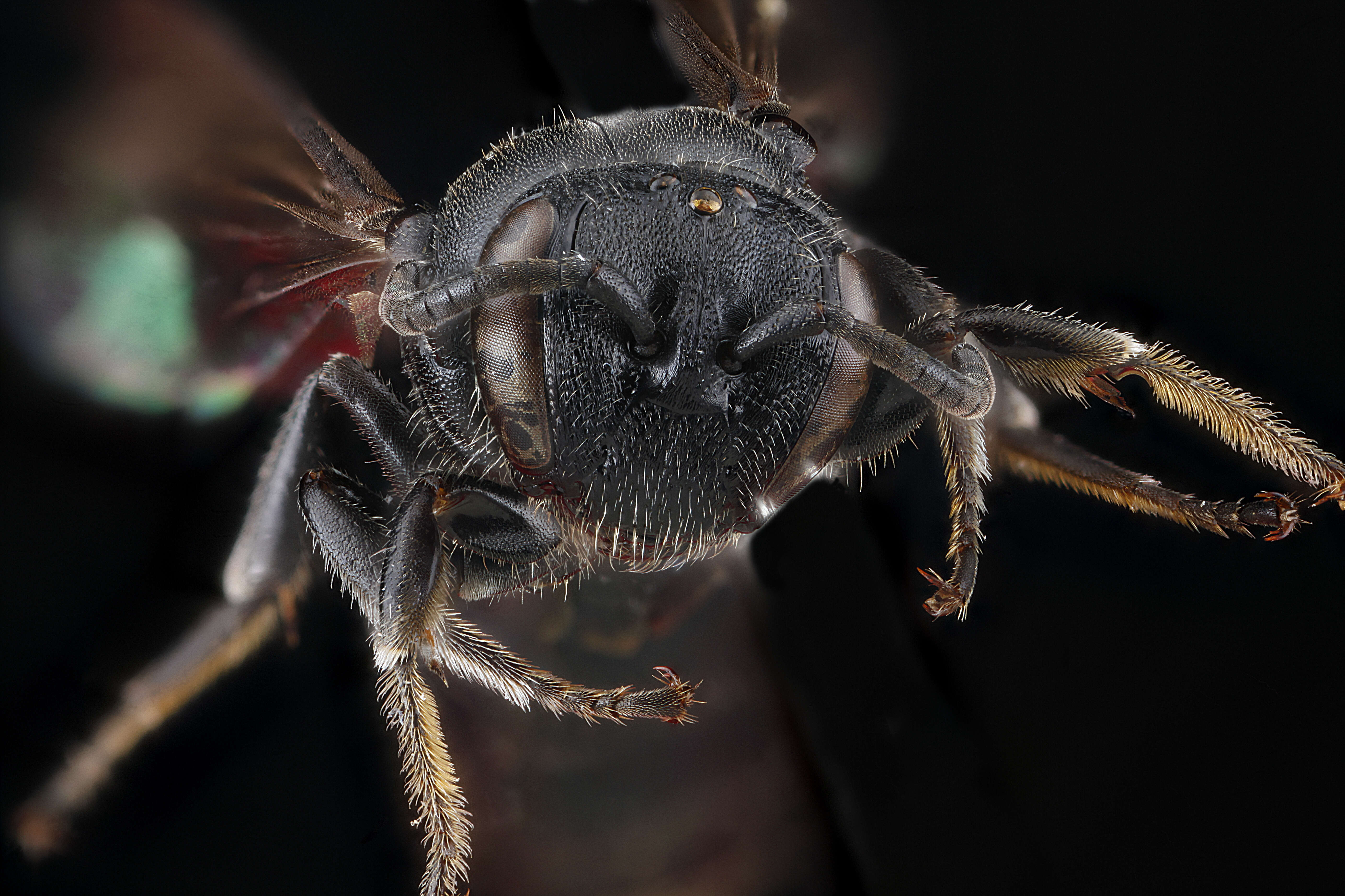 Image of Basal Masked Bee