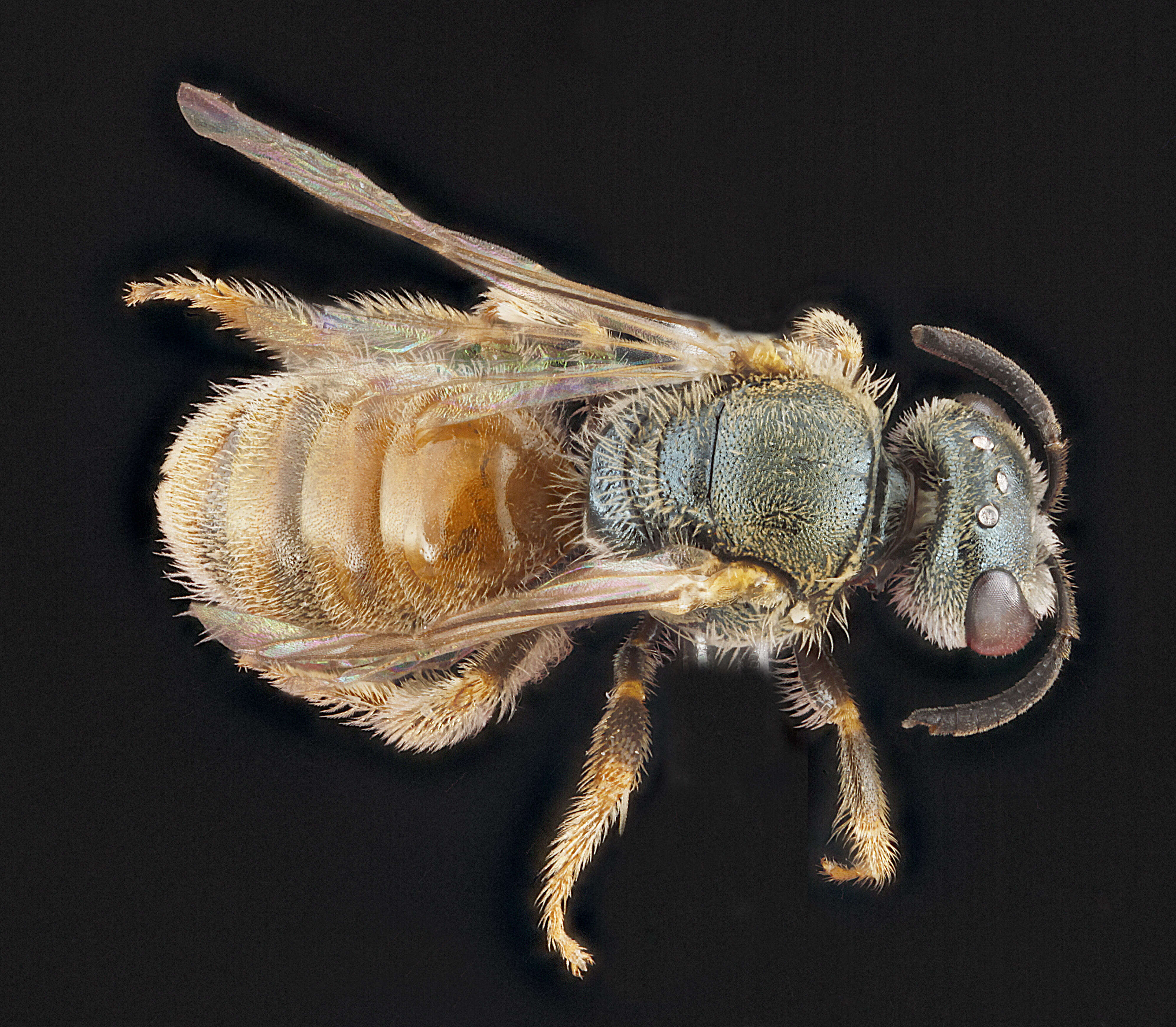 Image of Lasioglossum nymphale (Smith 1853)