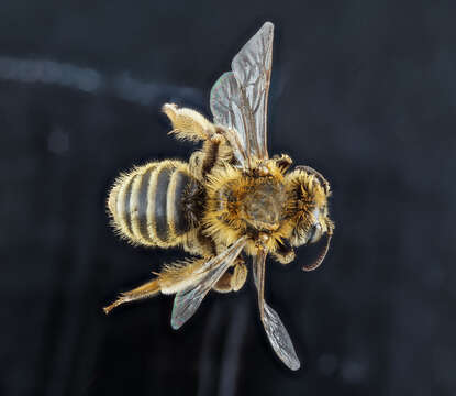 Image of Andrena accepta Viereck 1916