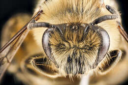 Image of plasterer bees
