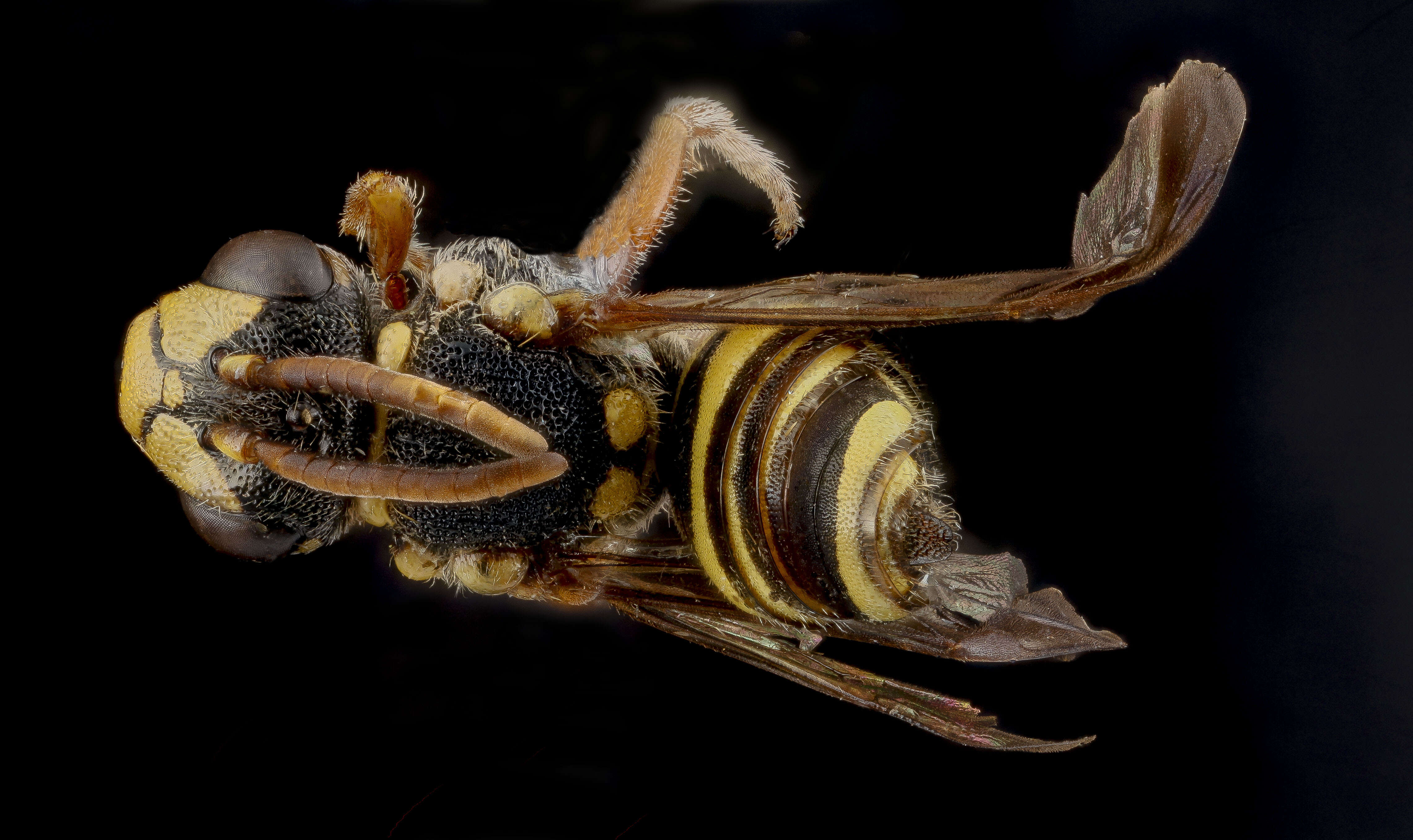 Image of Texas Nomad Bee