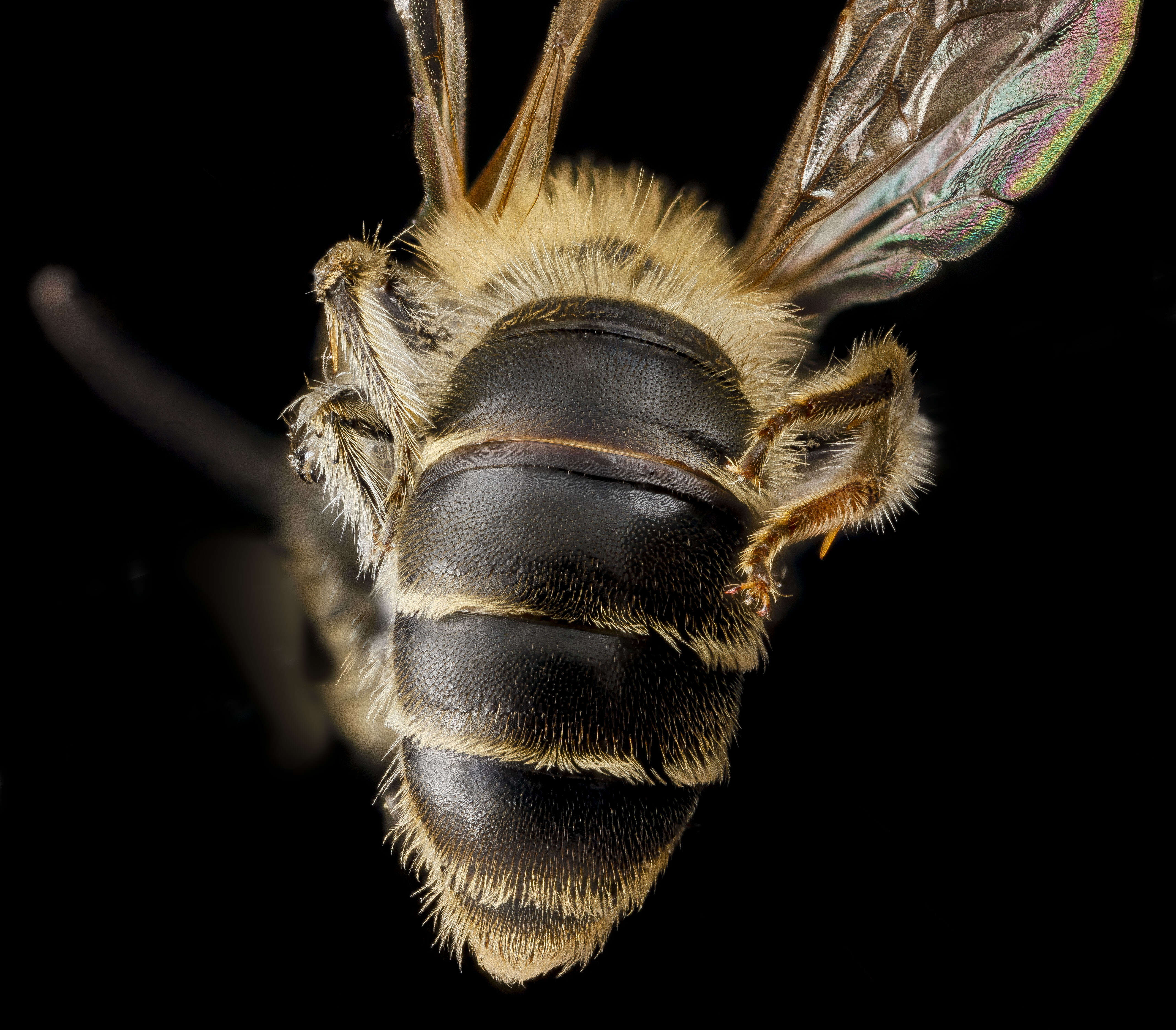 Image of Andrenine bee