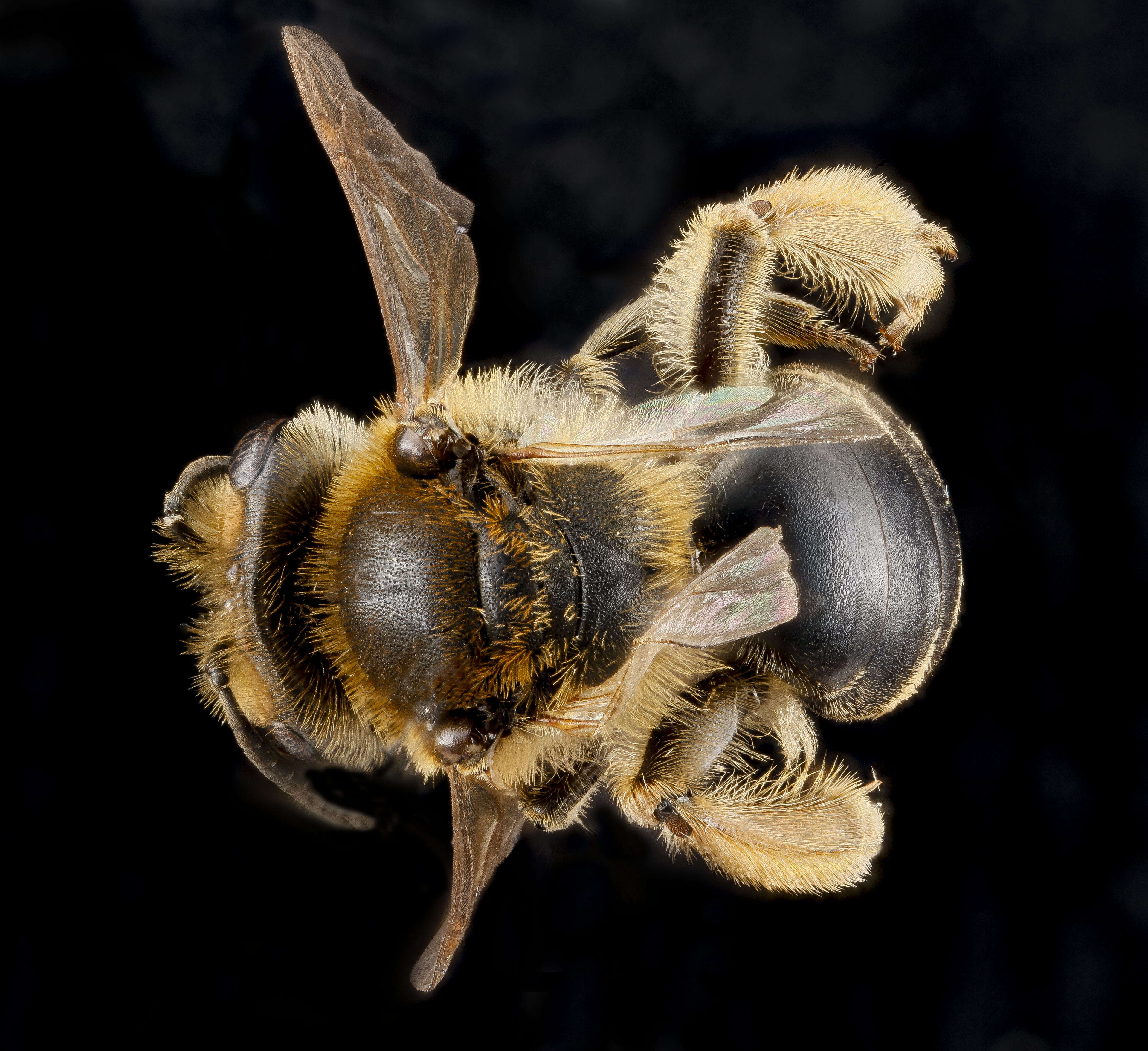 Image of Andrenine bee