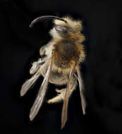 Image of Andrenine bee