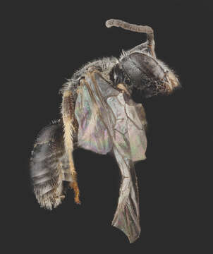 Image de Lasioglossum sopinci (Crawford 1932)