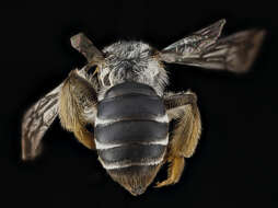 Image de Andrena aliciae Robertson 1891