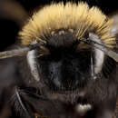 Image of Andrena anograe Cockerell 1901