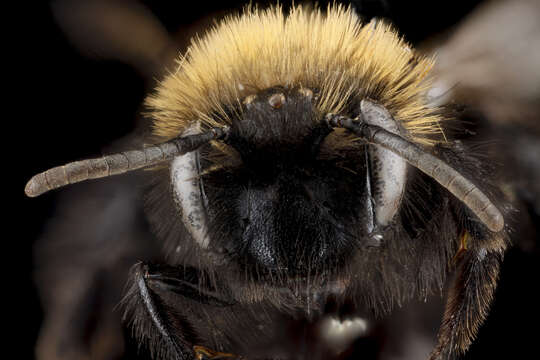 Plancia ëd Andrena anograe Cockerell 1901