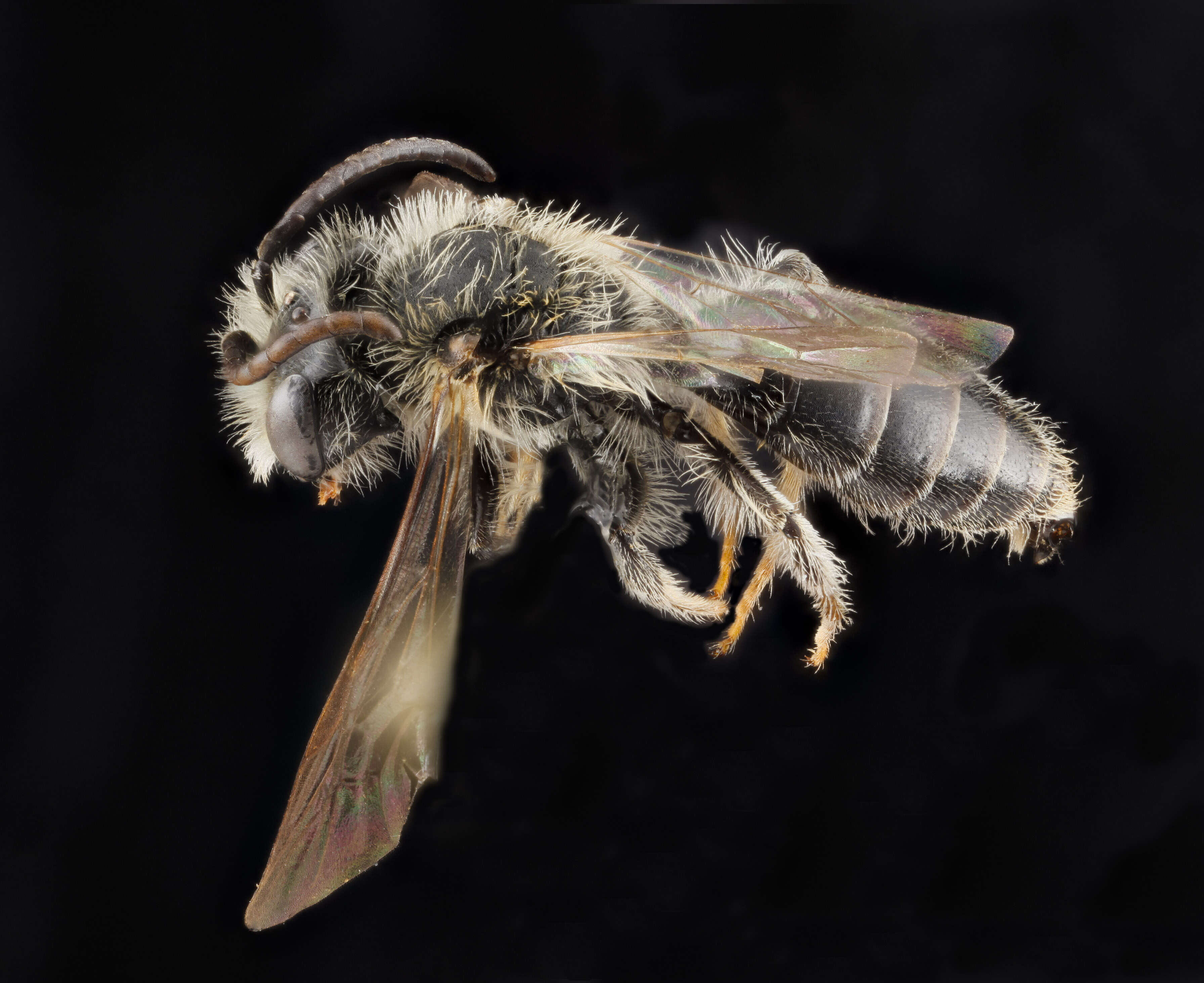 Image of Banks' Andrena