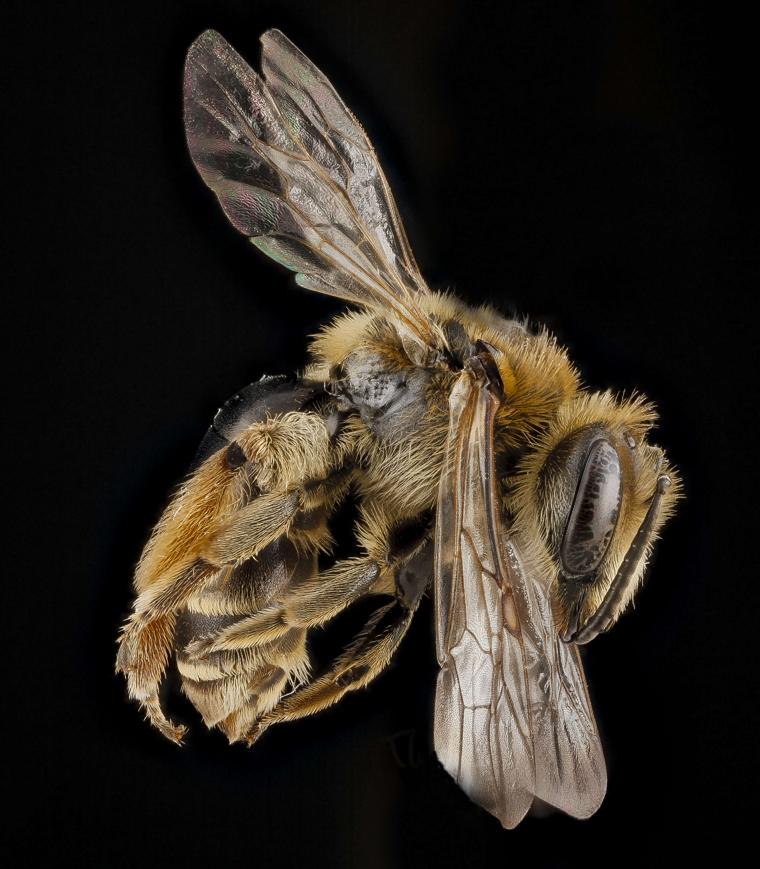 Image of Andrenine bee