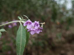 Image of Singleton mint bush