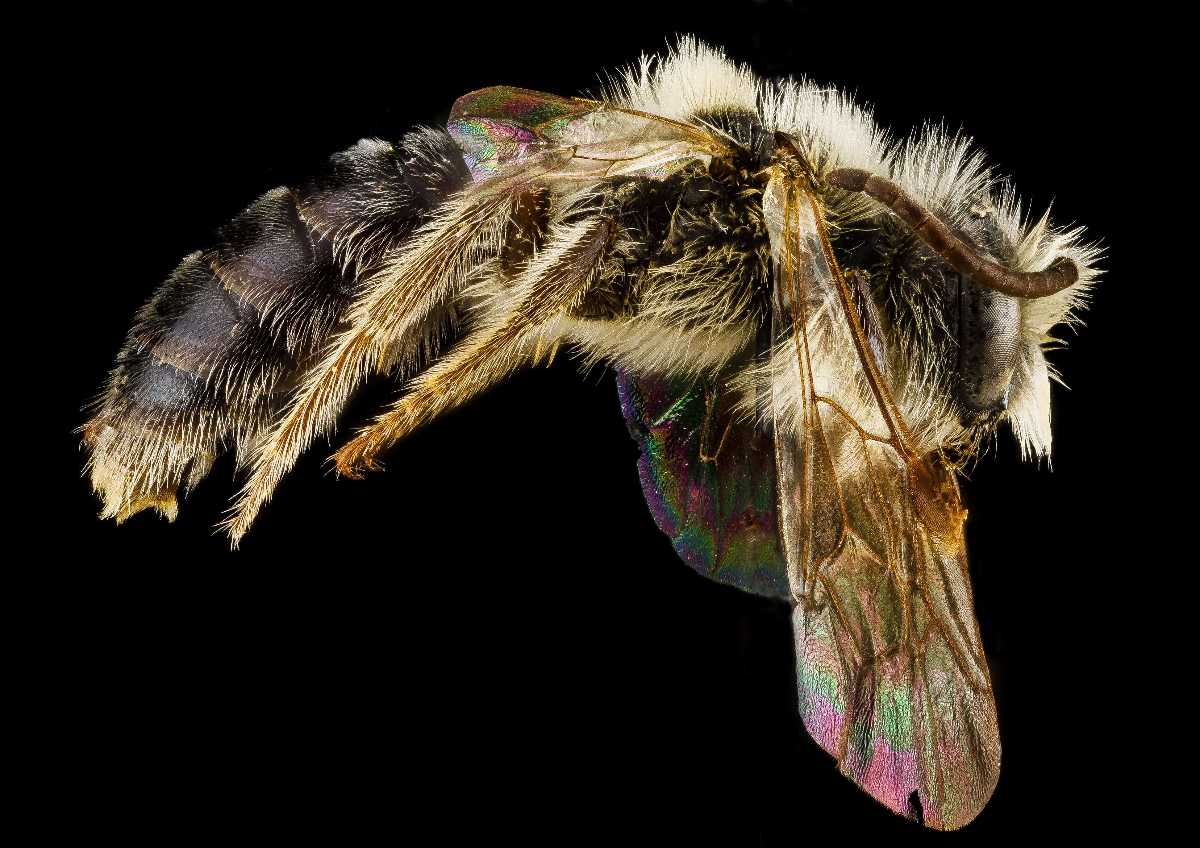 Image of Barbara's Andrena