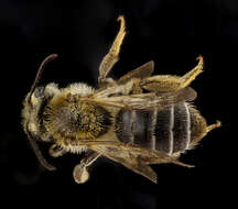 Image of Banks' Andrena