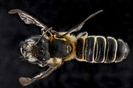 Imagem de Megachile armaticeps Cresson 1869