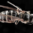 صورة Lasioglossum truncatum (Robertson 1901)