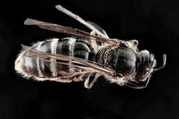 Imagem de Lasioglossum truncatum (Robertson 1901)