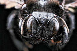 Imagem de Xylocopa mordax Smith 1874