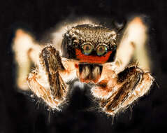 Image of Habronattus coecatus (Hentz 1846)