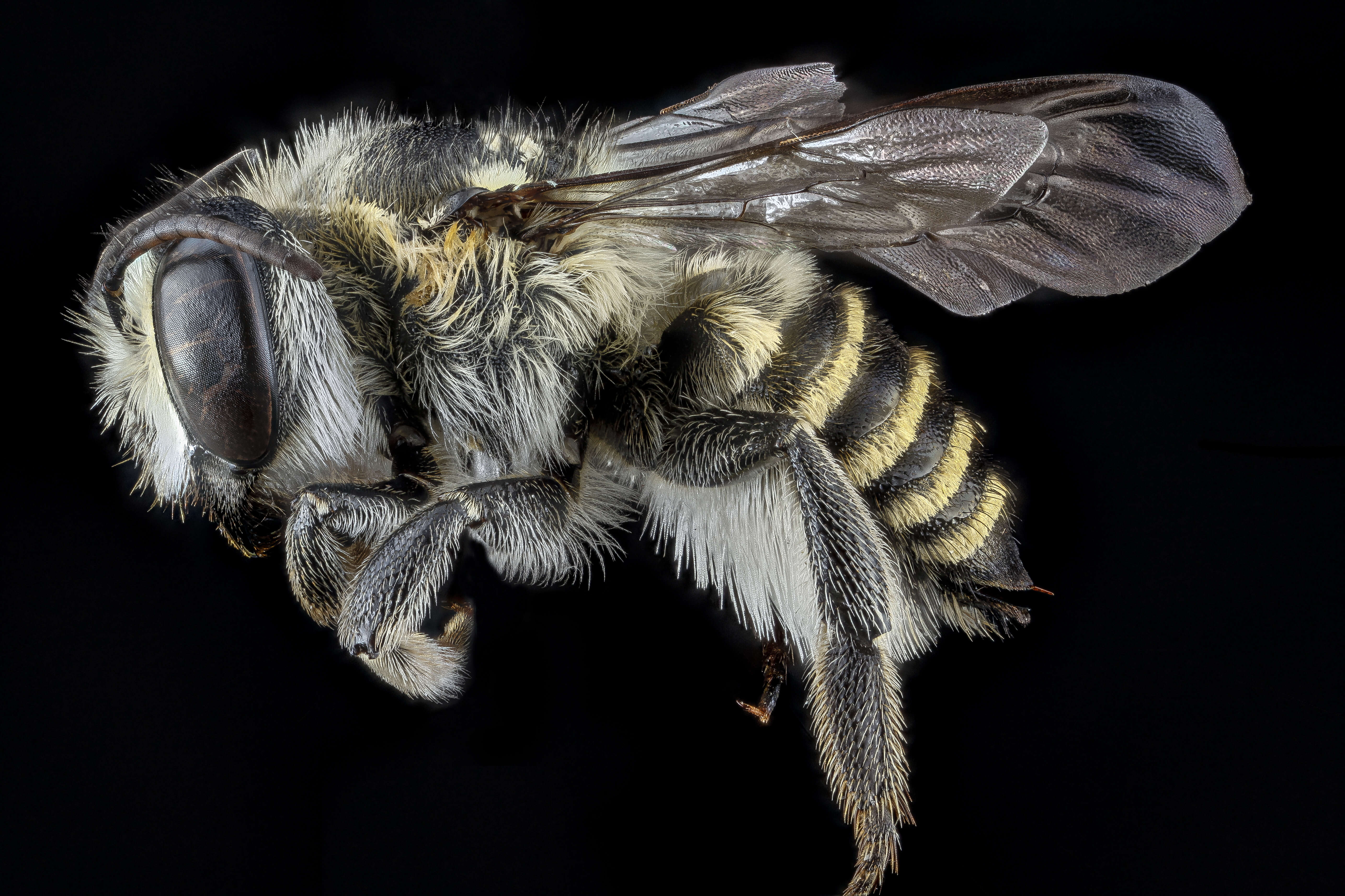 Image of Megachile deceptrix Smith 1879