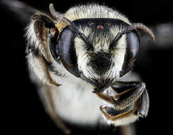 Image of Megachile deceptrix Smith 1879