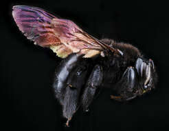 Imagem de Xylocopa mordax Smith 1874